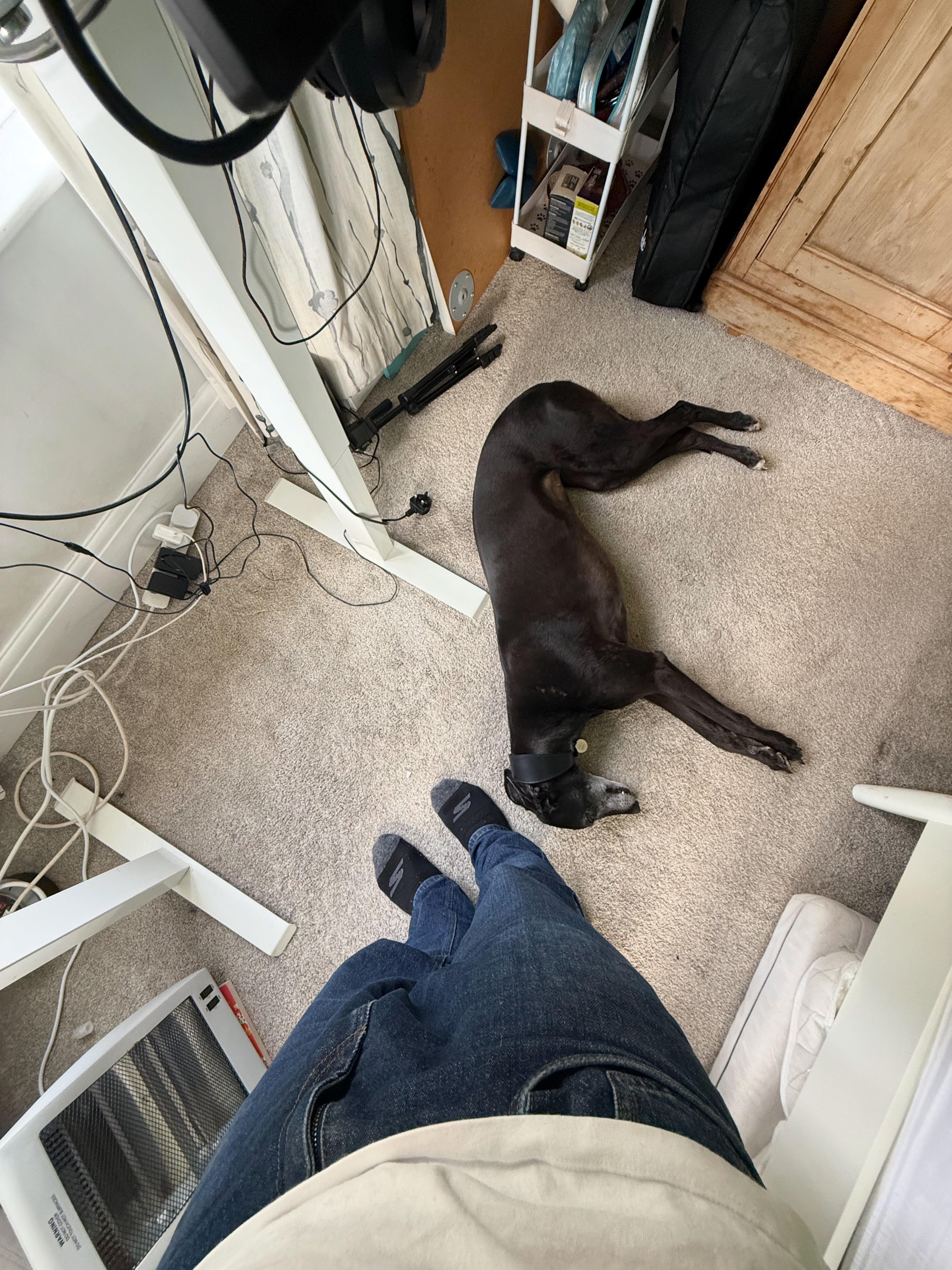 Nick's greyhound
